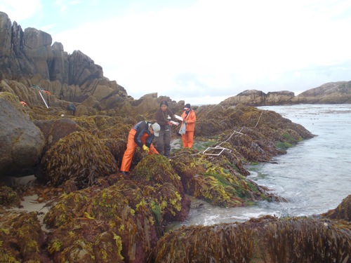 Kelp in the Intertidal